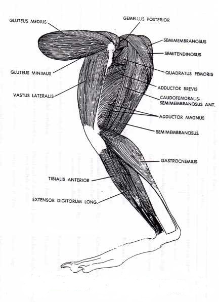 Muscle System Exploded Diagram 49